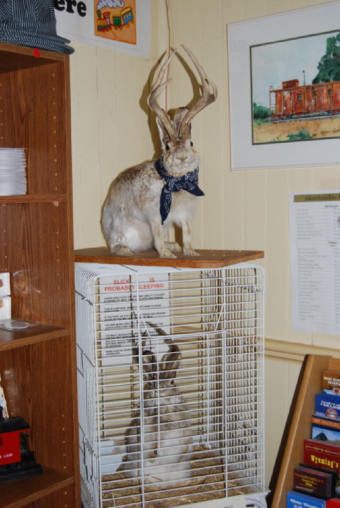 Tame Jackalopes